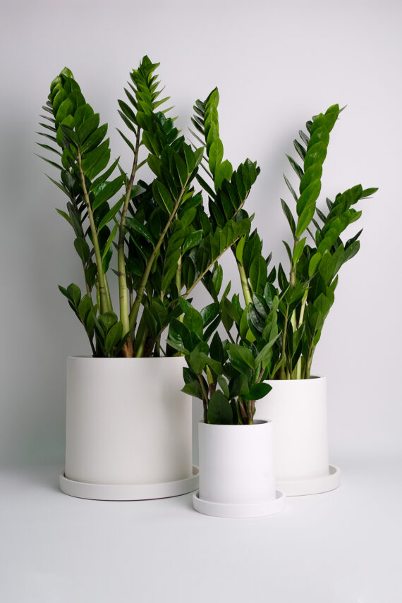 Zamioculcas
