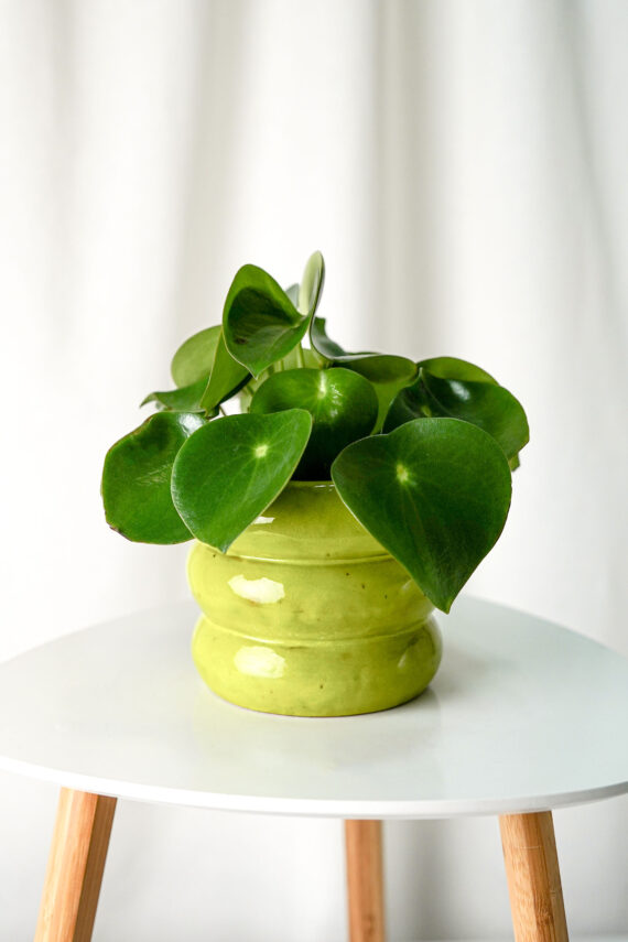 Пеперомия Рейндроп