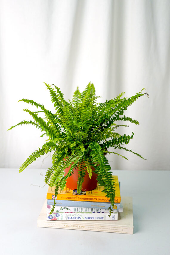 Boston Fern