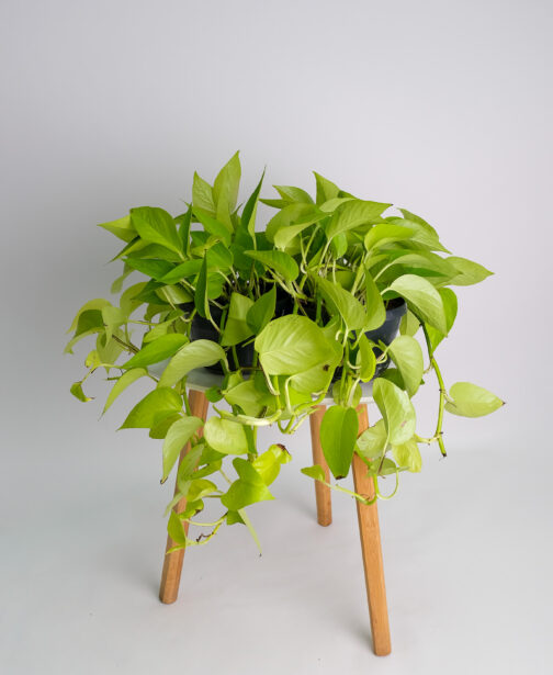 00_Scindapsus Neon
