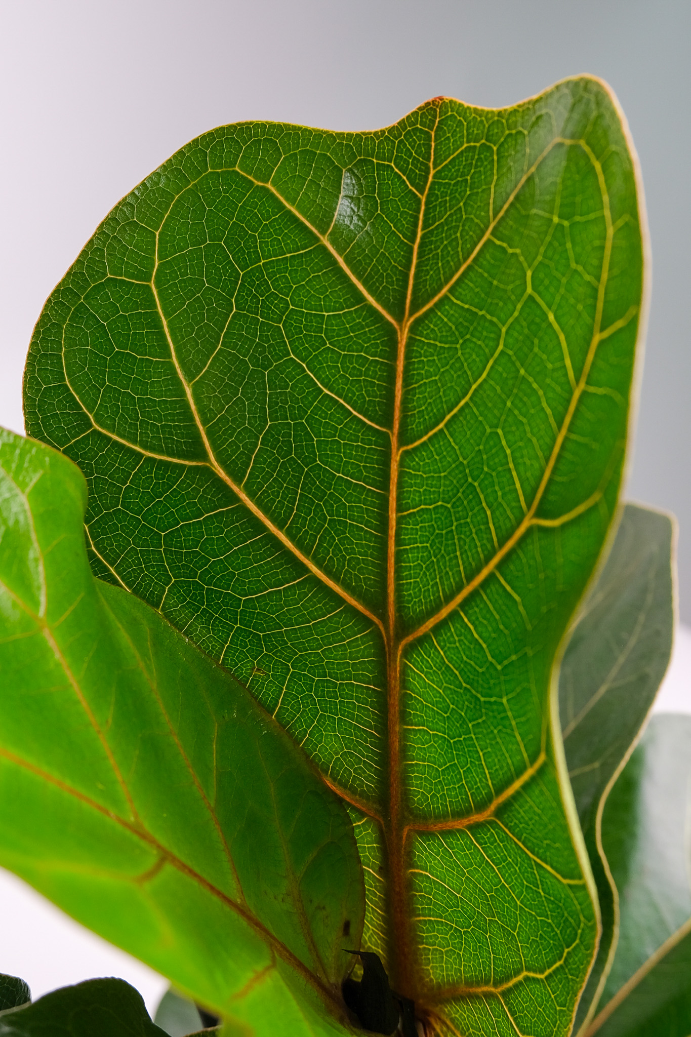00_Ficus Lyrata