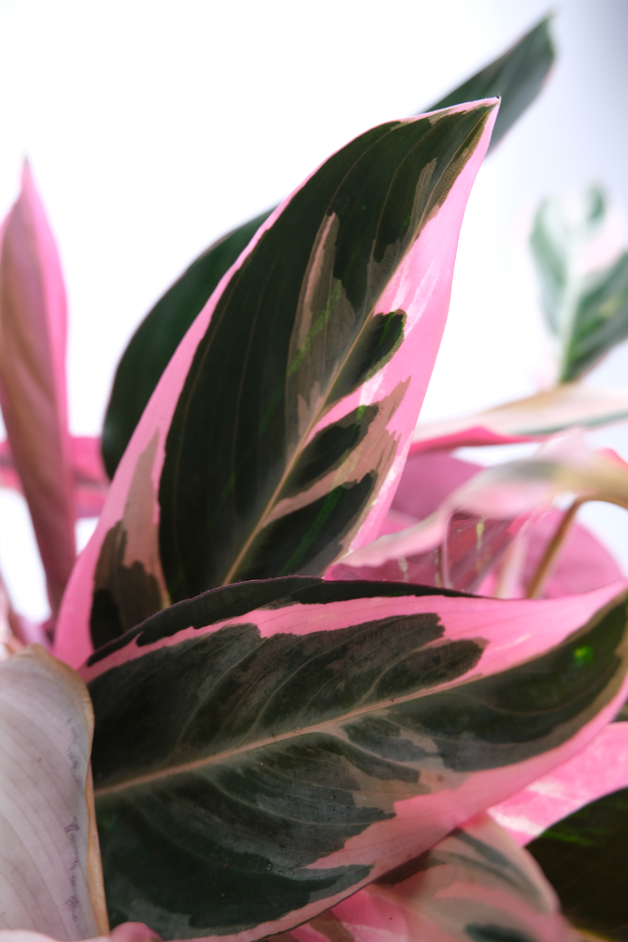 01_Calathea Triostar