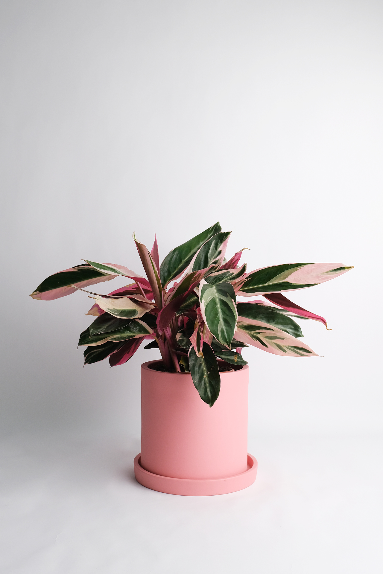 04_Calathea Triostar