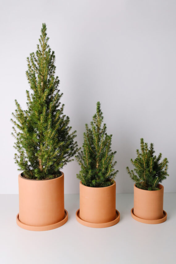 Christmas Tree Picea Conica