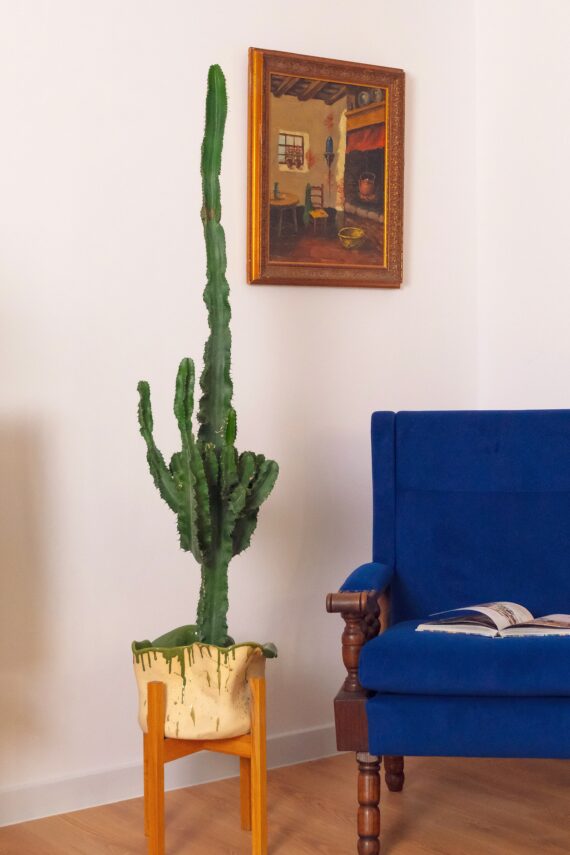 Euphorbia Eritrea