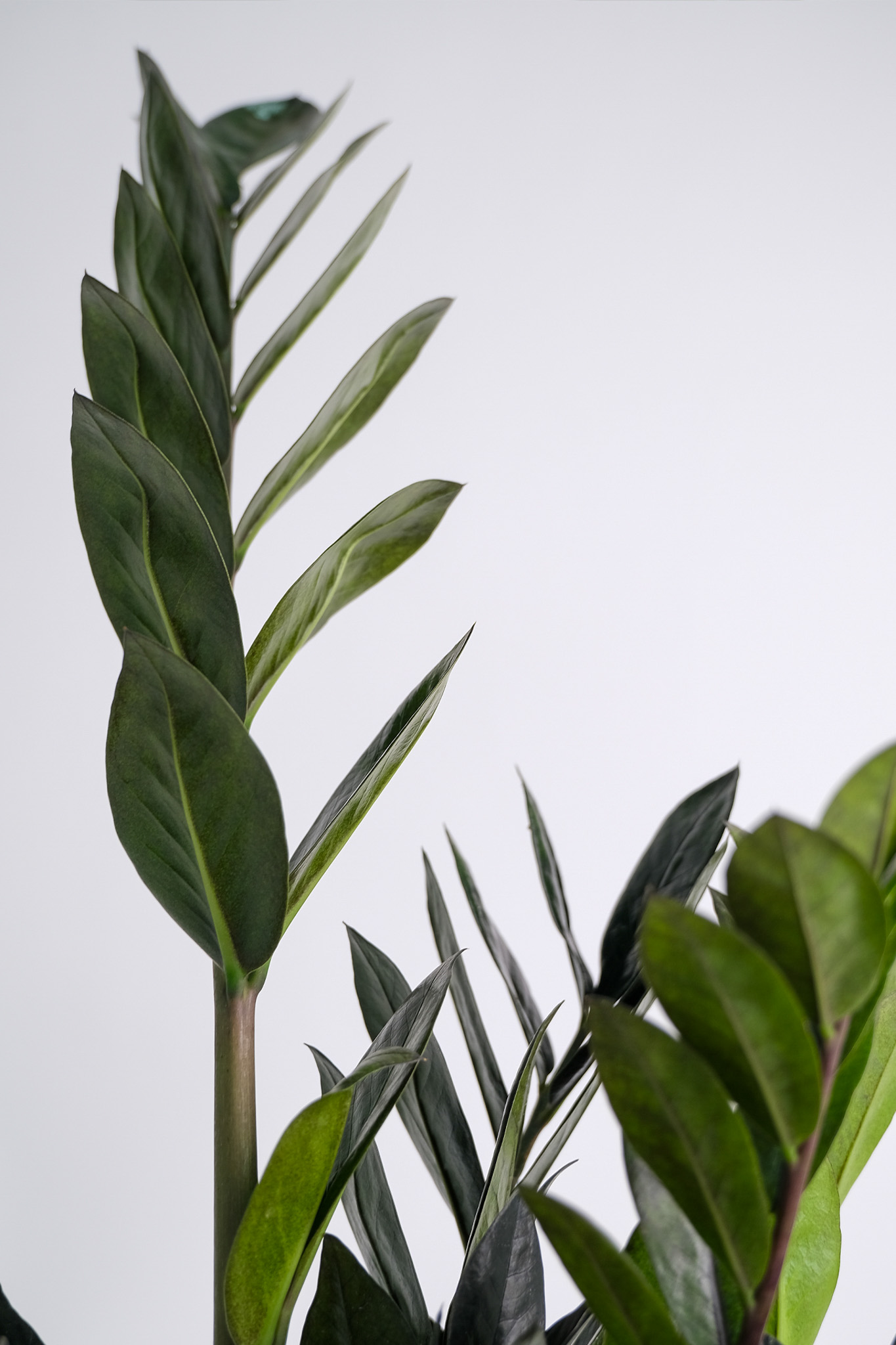 00_Zamioculcas Ravrn-2