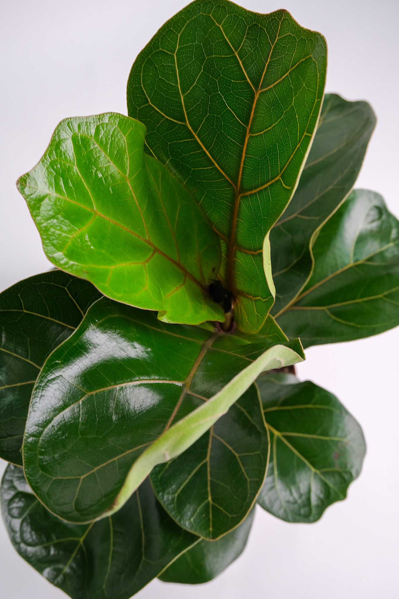 01_ficus lyrata bambino