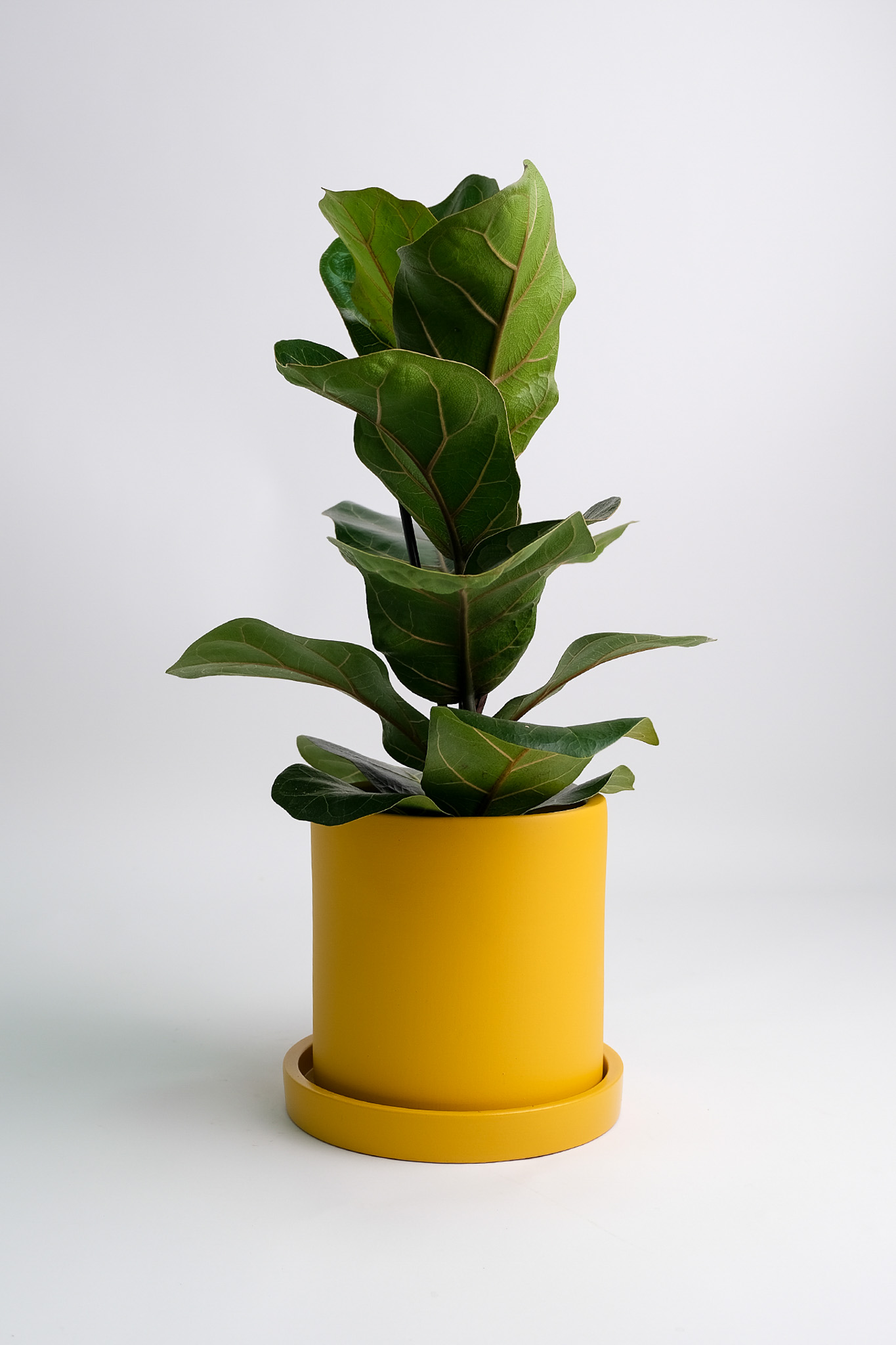 03_ficus lyrata bambino