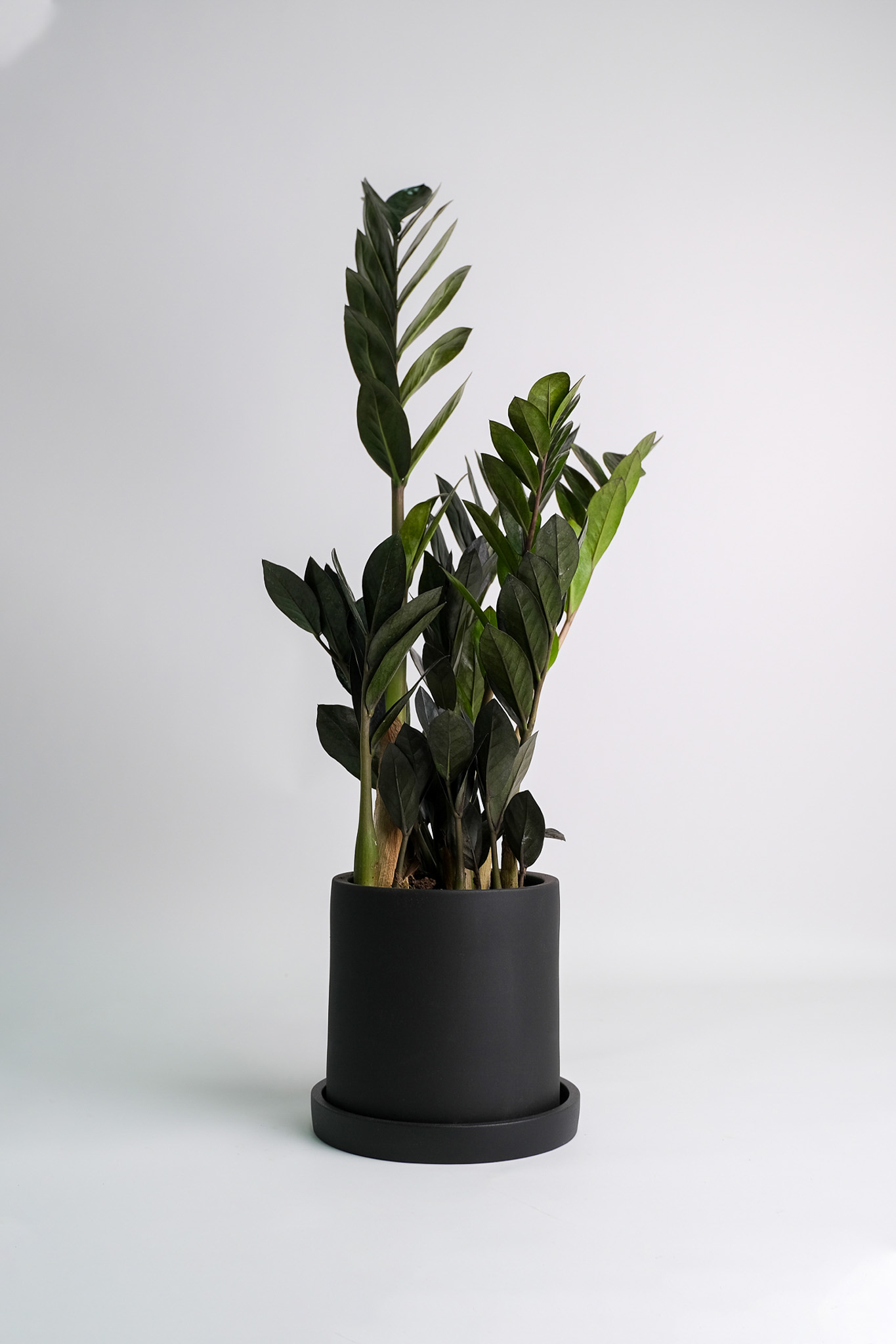 05_Zamioculcas Ravrn-2