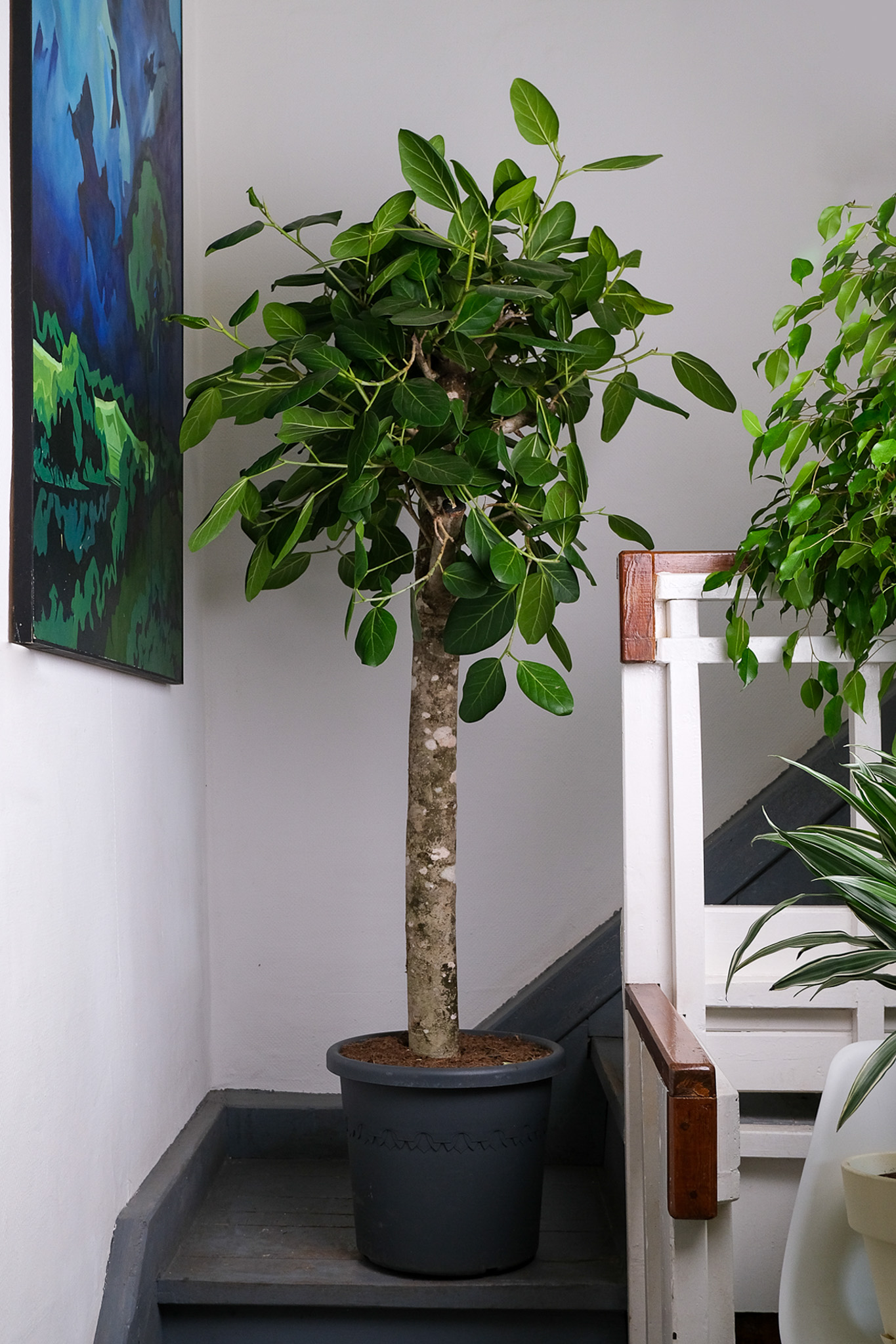 00_ficus audrey