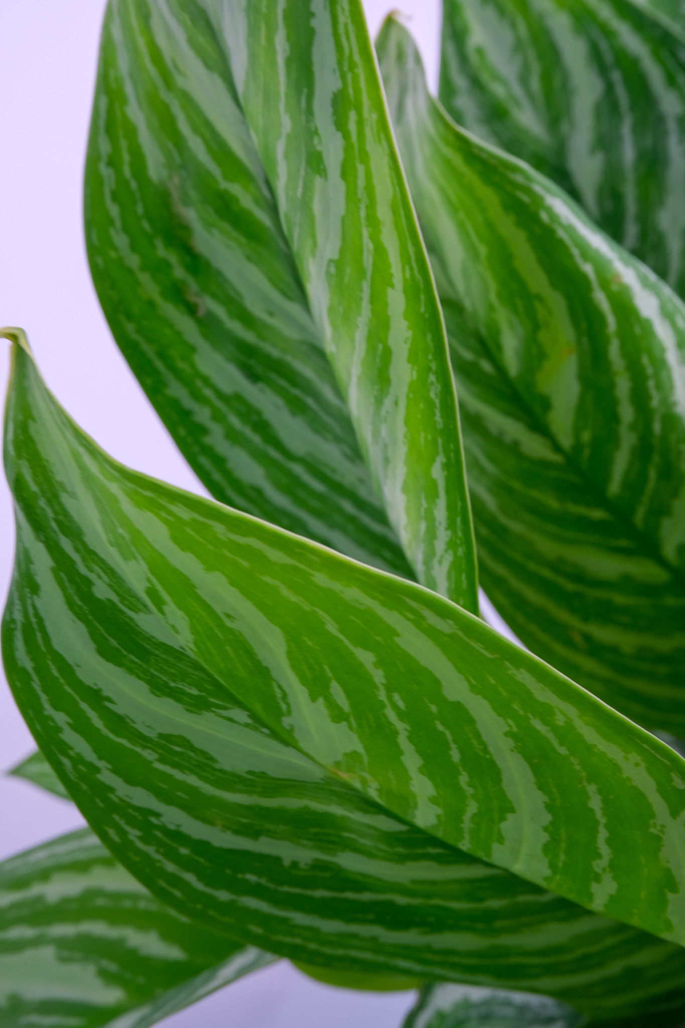 04_Aglaonema Stripes
