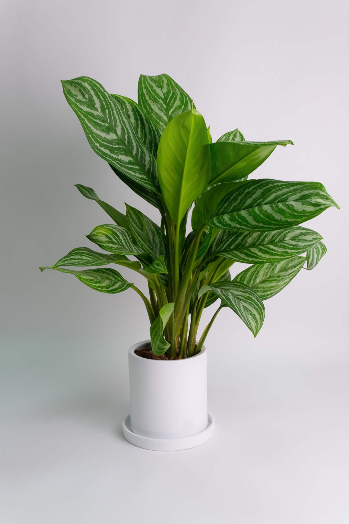 09_Aglaonema Stripes