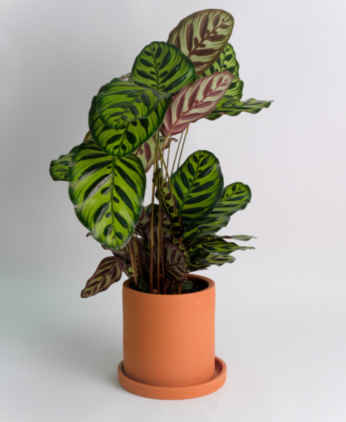 00_Calathea Makoyana