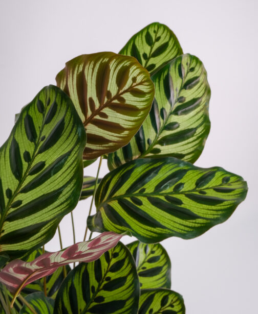 01_Calathea Makoyana