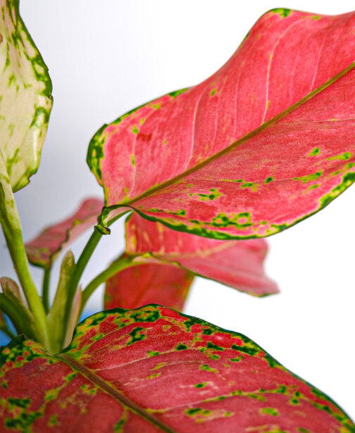 08_Aglaonema Red