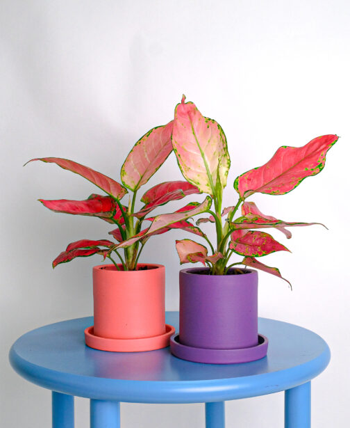 10_Aglaonema Red