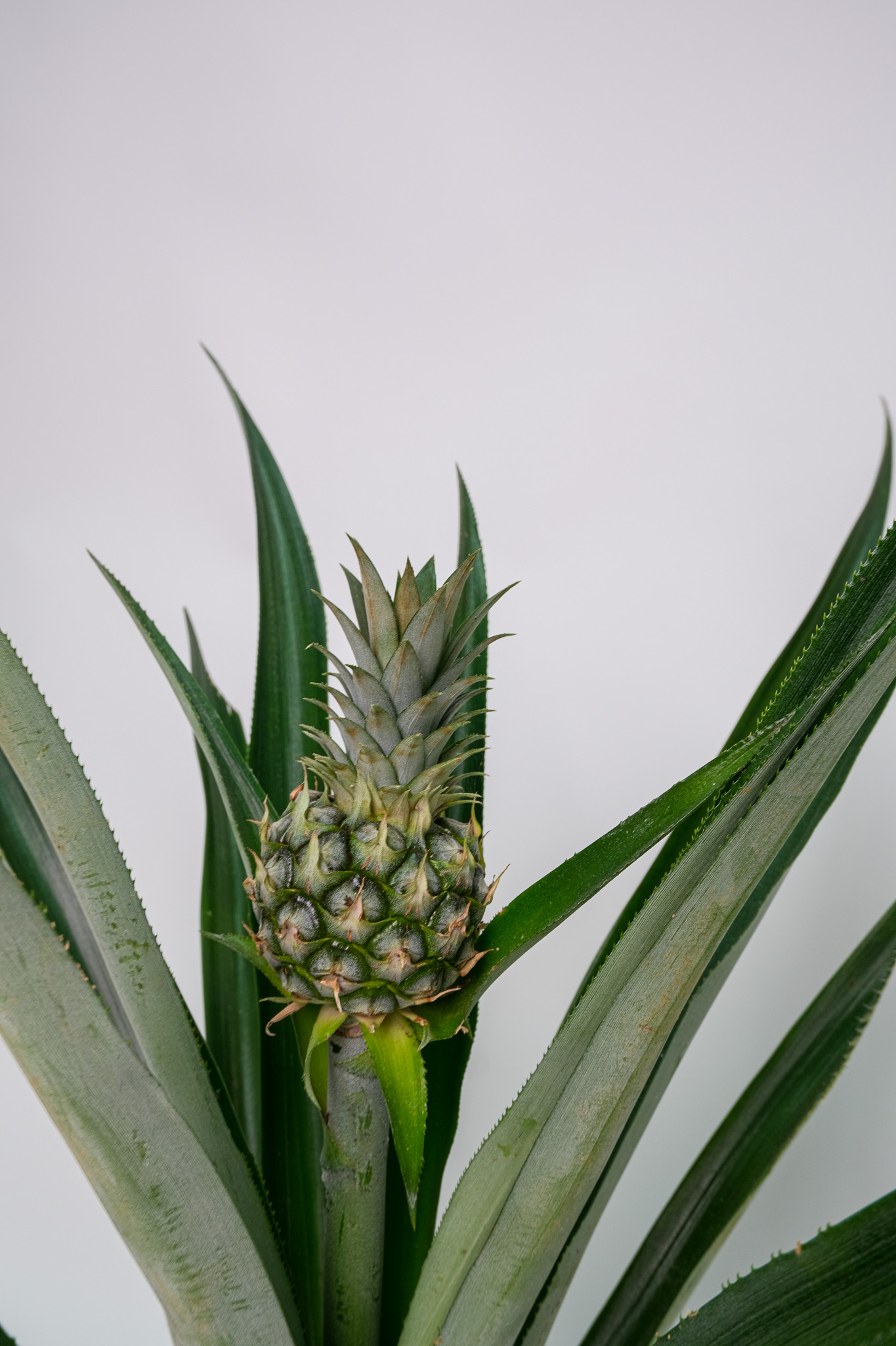 04_Ananas