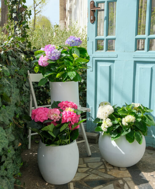 12_Hortensia Exterior